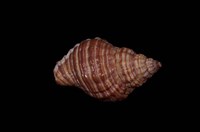 藏品(莫利斯峨螺)的圖片